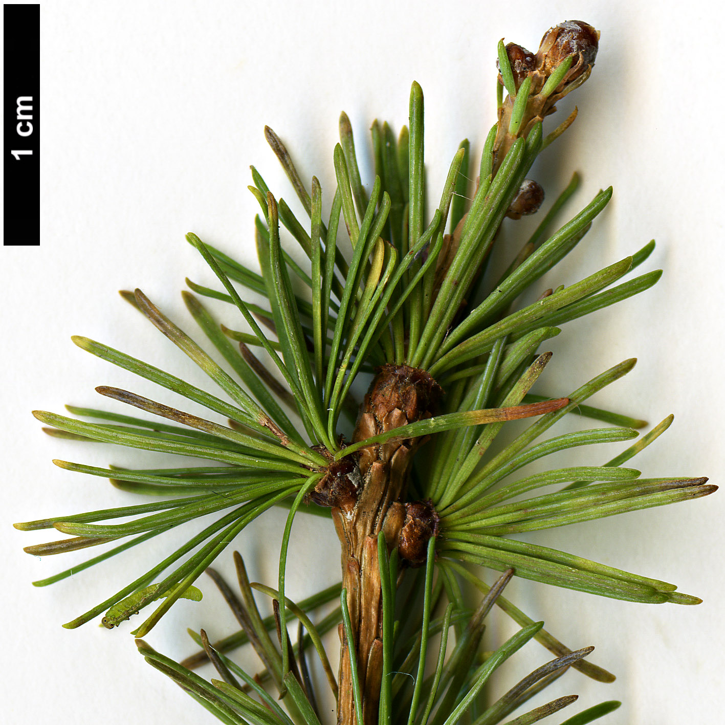 High resolution image: Family: Pinaceae - Genus: Larix - Taxon: gmelinii - SpeciesSub: var. principis-rupprechtii